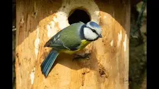 Mésange bleue, 5 Min de la ponde à l'envol...
