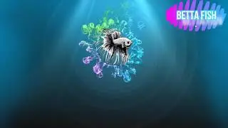 😎WHITE BETTA FISH😍 COLOR TOP 5||JFK BETTA FISH
