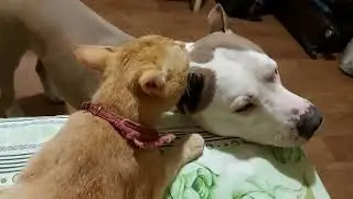 Tiger Simba and Amstaff Killer Love!!! // Симбуша и Тайсон Любовь)