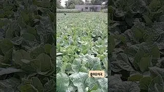 ફૂલાવર (Fulgobhi) #viral #trending #shortsvideo #shortvideo #viralvideo #reels #trend