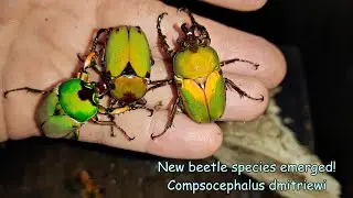 Compsocephalus dmitriewi fresh adult beetles!