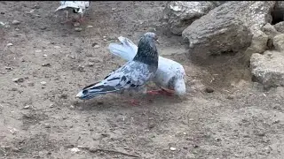 Голуби Магомедрасула! 8 964 001-50-40 