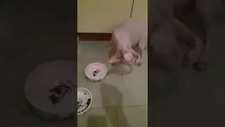 Sphynx cat plays with a laser pointer. A funny cat named Semen. Sphynx cat.
