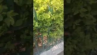 #मत