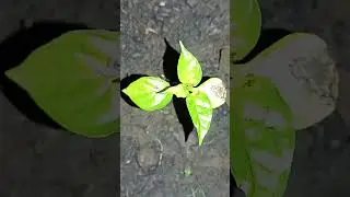 KESALAHAN MEMILIH BIBIT CABE #sorts