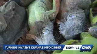 Iguana tacos? Viral South Florida recipe with environmental purpose