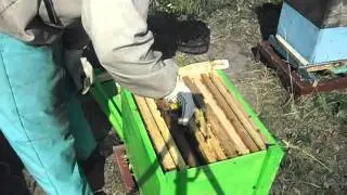 Подсадка маток