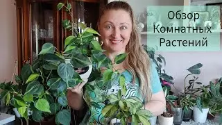 Обзор Комнатных растений🪴 1 часть