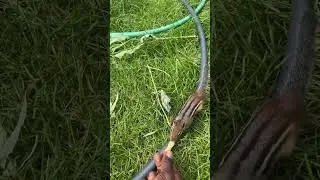 Feeding two chipmunks in my garden #shorts #chipmunk