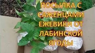 ПОСЫЛКА с саженцами ЕЖЕВИКИ от ЛАБИНСКОЙ ЯГОДЫ. Саженцы ремонтантной ежевики. Где купить ежевику.