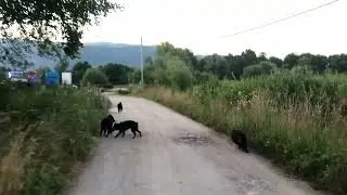 Hrvatski Ovcar