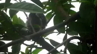 birds