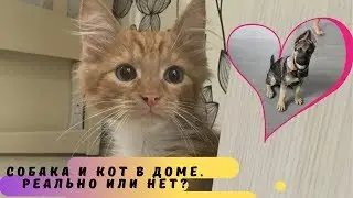 Мир кошек и собак. Кошка и собака в доме.