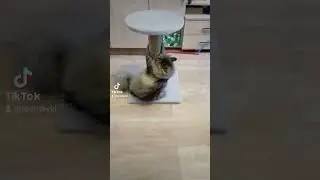 Две кошки и один кот #Кот Лёпка - шалунишка ! #
