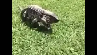 Удачная  шутка ))
