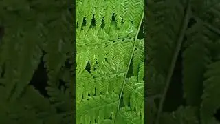 Fabulous Lady Fern