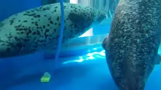 seals