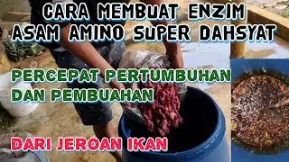HOW TO MAKE AMINO ACIDS FOR CHILI PLANTS FROM SUPER AMAZING FISH INSIDE, THE STYLE OF THAILAND FA...