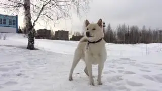 White shiba inu