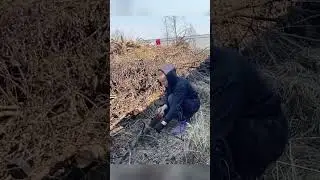 Пилю деревья на участке
