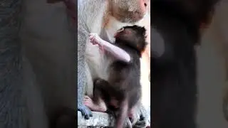 Baby Monkey Very itchy