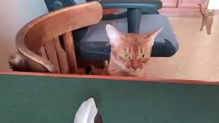Абиссинская кошка играет с перышком [kotopurrs]