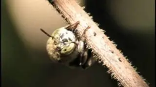 Blue banded aussie bee