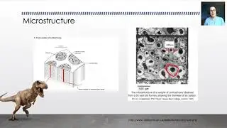 Biomechaniccs - Bone - Basic Mechanics