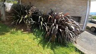 Overgrown Neglected Garden Makeover | This New Zealand Flax was Out of Control!