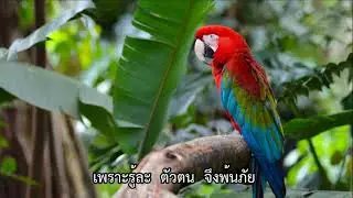 เพลง เพราะไม่รู้และเพราะรู้ (ประสานเสียง คาราโอเกะ)