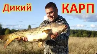 Речные монстры  Ловля дикого карпа на болонку и фидер  День первый