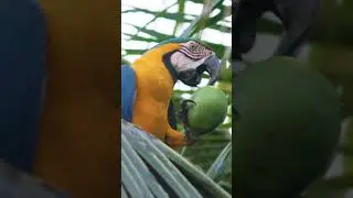 Adaptados à  natureza.