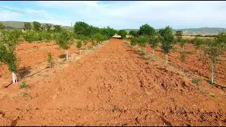 BADEM FİDANLARI 3 YAŞINDA - PART 4