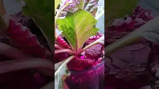 #money #мандрагора #magic  #mandrake