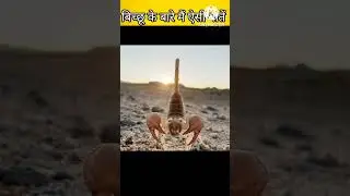 बिच्छू के बारे में ऐसी बाते #amazing#funnyshorts#entertainment#facts#gaming#comedy