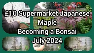 £10 Supermarket Japanese Maple Becoming A Bonsai July 2024