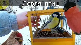 We are testing an unusual trap (trap) for catching birds