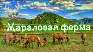 🦌Мараловая ферма | Заповедная долина | Лазовский район | с. Лазо |  Приморский край.