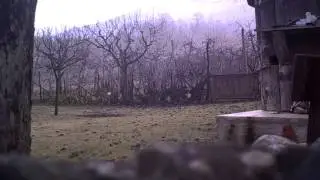 Deer on camera