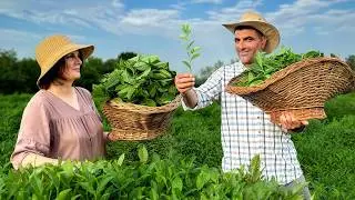 🌿 Gathering Natural Tea Leaves High in the Mountains! Traditional Cooking in a Faraway Village
