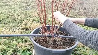 Annual, MANDATORY‼️blueberry pruning 🫐02/10/2024 Stavropol.