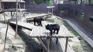 Как живут медведи и лев в зоопарке на Садгороде Владивосток