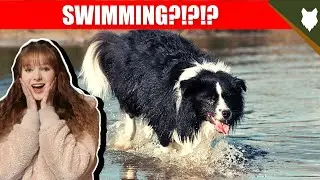 DO BORDER COLLIE LIKE SWIMMING?