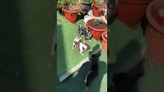 Жизнь собачья.