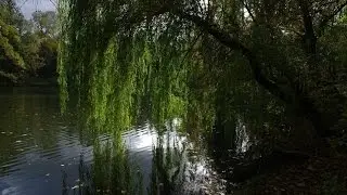 Бессонница
