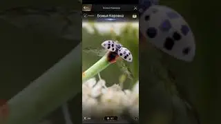 The ants underground kingdom все о насекомых, все о диких существах, как получить дикое существо.