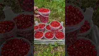 Как растёт Лесная Земляника. Ягоды