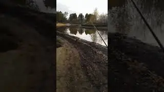 Лиса на реке
