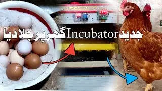 Lastest Mini Incubator 2024 Eggs 🐣 Hatching Start || #Petsvlog #hen #murgipalan