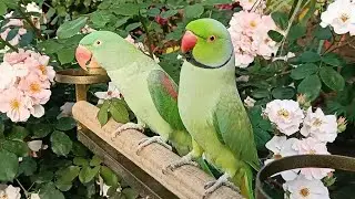 Speaking Parrot#wildlife#birdsounds#birdslover #parrottalking
